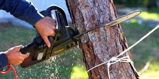 Best Tree Trimming and Pruning  in Sandy, OR