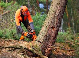Best Storm Damage Tree Cleanup  in Sandy, OR