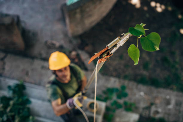 Best Arborist Consultation Services  in Sandy, OR