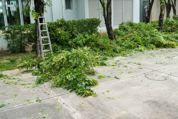 Best Tree Cabling and Bracing  in Sandy, OR