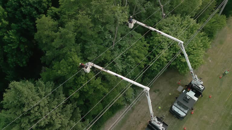 How Our Tree Care Process Works  in  Sandy, OR