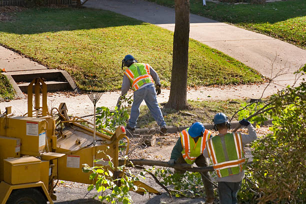 Best Lawn Disease Treatment  in Sandy, OR
