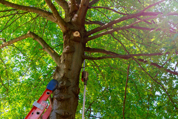 Sandy, OR Tree Services Company